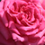 Różowy  - Róża wielkokwiatowa - Hybrid Tea - Isabel de Ortiz®